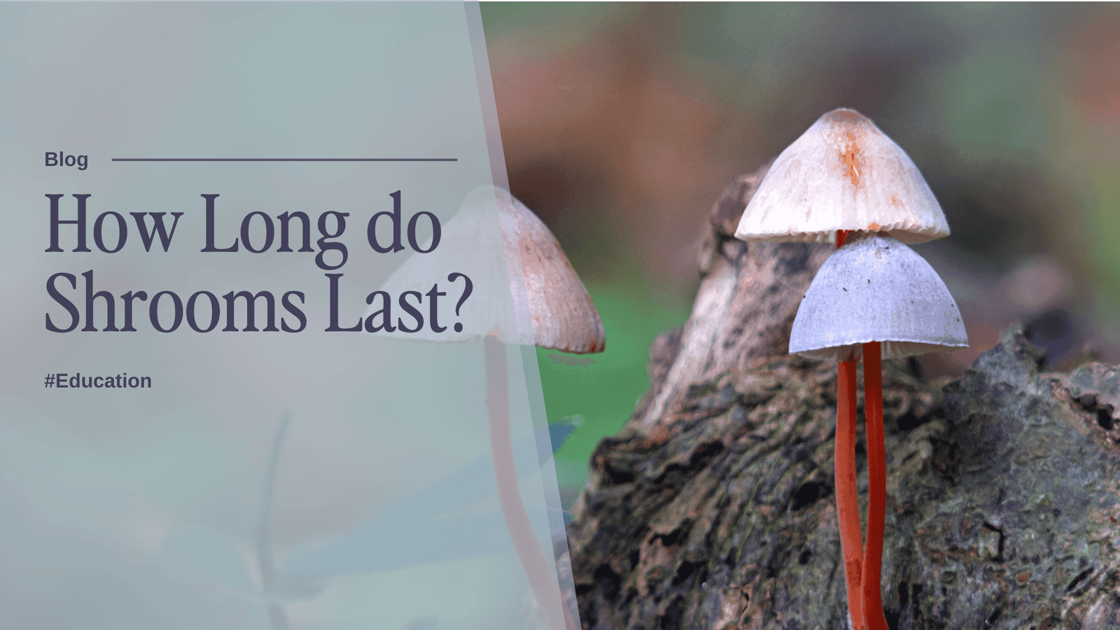 How long do shrooms last? infinity Psilo